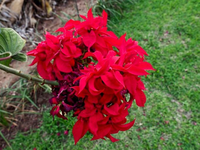 Poinsettia Family Cottage Hazyview Eksteriør billede